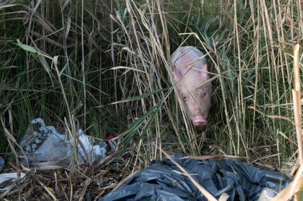 Pig looking for food in bag of garbage